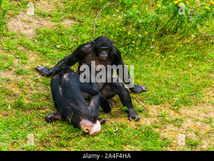 Il grooming bonobos ogni altro primate sociale del comportamento umano, scimmie, minacciate specie animale dall'Africa Foto Stock