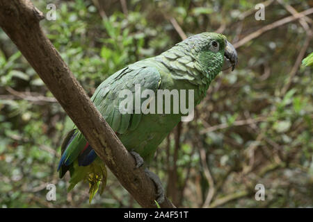 Southern farinoso parrot (Amazona farinosa), Ecuador Foto Stock