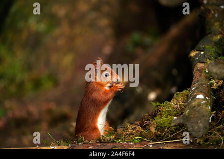 Carino scoiattolo rosso Foto Stock