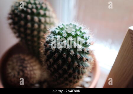 Vista dall'alto in basso di un piccolo Cactus che cresce in una pentola su un davanzale per interni. Foto Stock