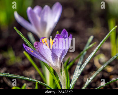 Crocus selvatici nella rugiada del mattino Foto Stock