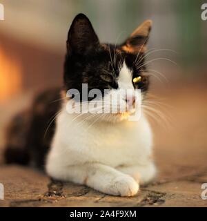 Tricolore kitty giace sul pavimento in pietra all'aperto, animali domestici rilassante, Maneki Neko cat. Foto Stock