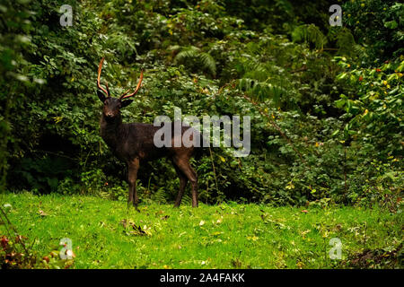 Incredibile Melanistic maggese Buck Foto Stock