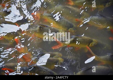 Uno spettacolare pesce Koi nuotare in acqua giardino in Thailandia. Fantasia e carpe colorati pesci che nuotano vicino al momento del pasto, imballati in un stagno di nero. I colori sono rosso, o Foto Stock