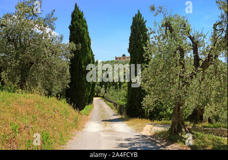 Gli ulivi e i cipressi in Toscana Foto Stock