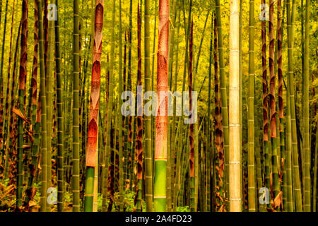 Gli steli di bambù cresce accanto al bambù Sagano sentiero forestale, Kyoto, Giappone Foto Stock