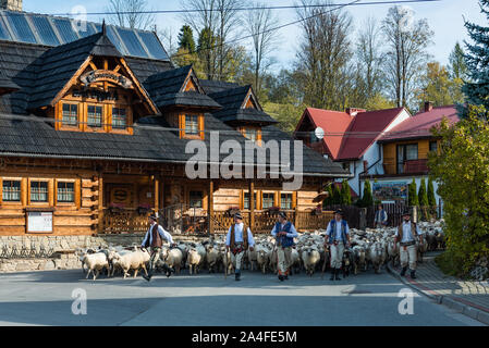 SZCZAWNICA,Polonia - 12 ottobre 2019: Pastori dei Carpazi a piedi con le pecore trogolo villaggio in Szczawnica. Giorno tradizionale 'Redyk' Celebrazione. Foto Stock