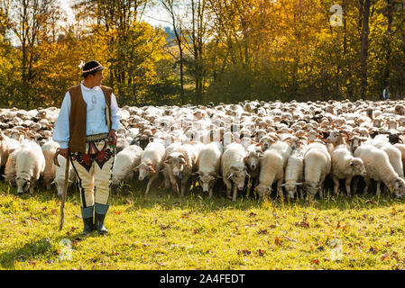 SZCZAWNICA,Polonia - 12 ottobre 2019: Tradizionale pastore dei Carpazi in colorati abiti regionali custodire le pecore che pascolano nel prato. Foto Stock