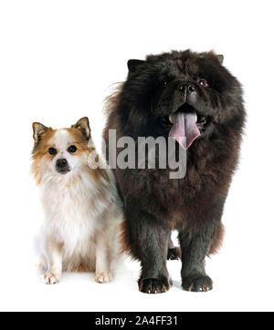 Il nero di Chow Chow e islandese Sheepdog davanti a uno sfondo bianco Foto Stock