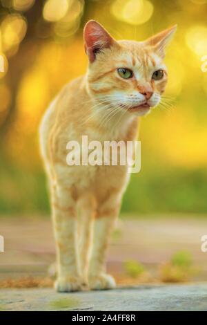 Adorabili ginger cat ritratto su uno sfondo di un caldo colore giallo giardino al tramonto Foto Stock