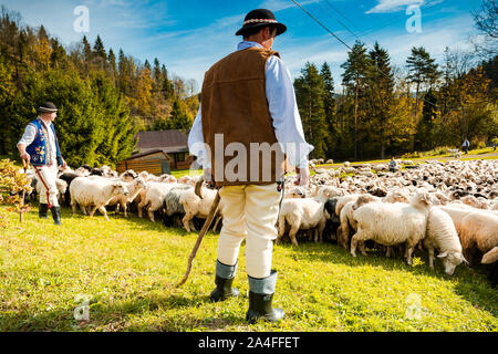 SZCZAWNICA,Polonia - 12 ottobre 2019: tradizionali Pastori dei Carpazi in colorati abiti regionali custodire le pecore che pascolano nel prato. Foto Stock