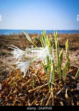 Giglio di mare che affonda le sue radici nella sabbia. Sardegna incontaminata. Foto Stock