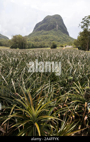 Una piantagione di ananas e del Monte Tibrogargan a 364 metri di altezza, parte del Glasshouse Mountains sulla Costa del Sole nel Queensland, in Australia. Th Foto Stock