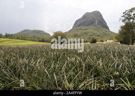 Una piantagione di ananas e del Monte Tibrogargan a 364 metri di altezza, parte del Glasshouse Mountains sulla Costa del Sole nel Queensland, in Australia. Th Foto Stock