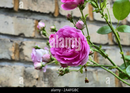 Old English Rose con un muro di mattoni in background Foto Stock