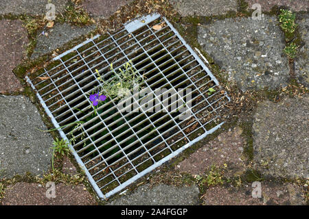 Il campo blu fiore cresce attraverso il metallo griglia di strada Foto Stock