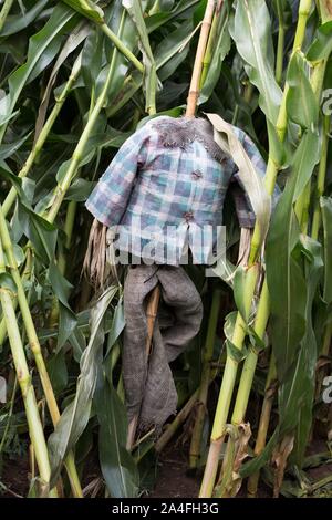 Un creepy decapitati spaventapasseri in un campo di mais. Foto Stock