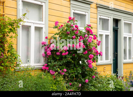 Una rosa rosa bussola nella parte anteriore di una casa gialla nel quartiere Mollenberg ofTronheim, il Trondelag, Norvegia Foto Stock