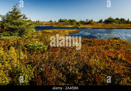 Isola Miscou Interpretive Torbiera Boardwalk   Miscou, New Brunswick, CA Foto Stock