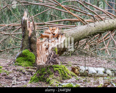 Tempesta danneggiare gli alberi in una foresta dopo la tempesta Foto Stock