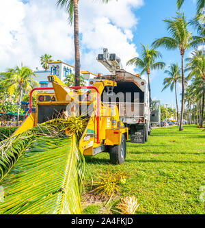 Miami, Stati Uniti d'America - Settembre 09.09.2019: Taglio palme sulla South Beach di Miami, Stati Uniti d'America Foto Stock