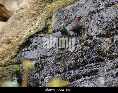 Coppia di lucida asiatici storni (Aplonis panayensis) la balneazione su una cascata Foto Stock