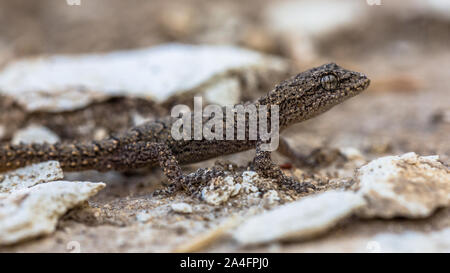 Kotschy's gecko (Cyrtopodion kotschyi) sulla luce colorata rock Foto Stock