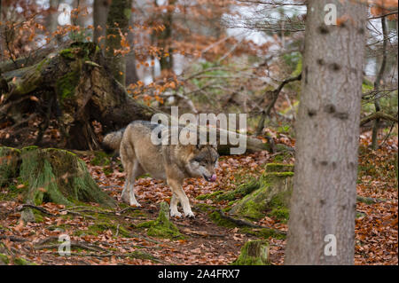 Lupo (Canis lupus), il Parco Nazionale della Foresta Bavarese, Baviera, Germania. Bayerischer Wald National Park ha una 200 ha area con grande recinto faunistico Foto Stock