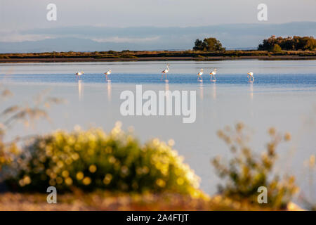 Parco nazionale di la Camargue, la Provenza, Francia Foto Stock