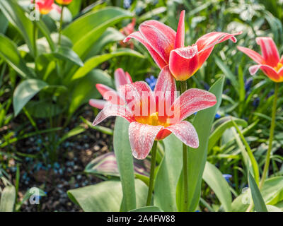 Tulip blossom hybrid Foto Stock