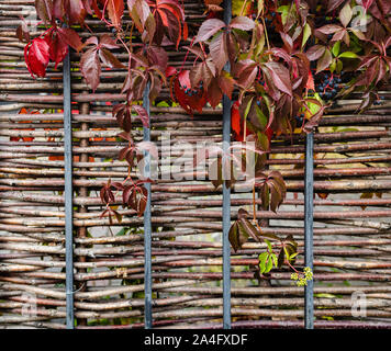 Rosso brillante autunno foglie e bacche di colore blu uva selvatica che cresce su la recinzione, succosa sfondo, spazio di copia Foto Stock