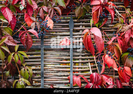 Rosso brillante autunno foglie e bacche di colore blu uva selvatica che cresce su la recinzione, succosa sfondo, spazio di copia Foto Stock