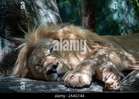 Close up di un leone dormendo in ombra Foto Stock