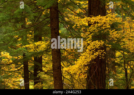 Vite (acero Acer circinatum) in autunno, West Cascades Scenic Byway, Willamette National Forest, Oregon Foto Stock