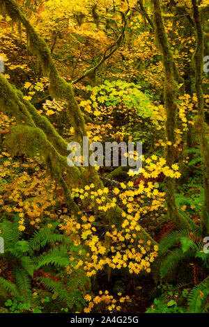 Vite (acero Acer circinatum) in autunno, West Cascades Scenic Byway, Willamette National Forest, Oregon Foto Stock