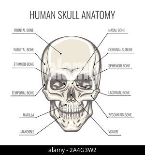 Struttura del teschio umano. Frontale aspetto dettagliato del cranio. Illustrazione Vettoriale. Illustrazione Vettoriale