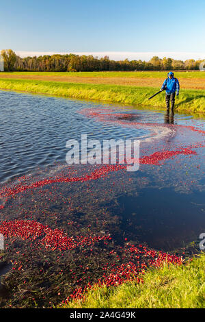 South Haven, Michigan - Lavoratori di mirtilli rossi raccolto presso le aziende agricole DeGRandchamp. Il mirtillo palustre bog viene allagata che permette il galleggiamento dei frutti da raccogliere. Foto Stock