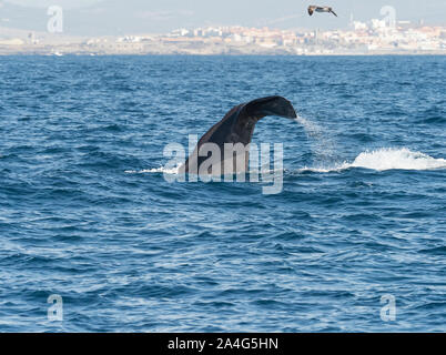 Sperma balena mostra passera nera immersioni nello Stretto di Gibilterra. Foto Stock