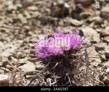 Bianco-nastrare Digger Ape su Thistle in Andalusia Foto Stock