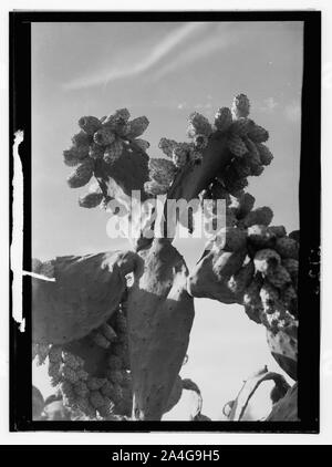 Alberi e arbusti. Cactus figg. (Opuntia ficus-indica (L.) Mill) Foto Stock