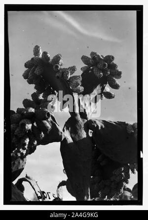 Alberi e arbusti. Cactus figg. (Opuntia ficus-indica (L.) Mill) Foto Stock