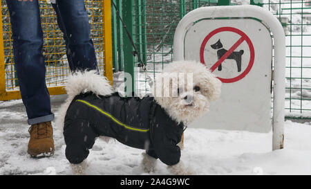 Bichon Frise cane in giacca invernale sta con il suo proprietario nella parte anteriore del segno non sono ammessi cani durante il nevoso inverno. Foto Stock