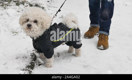 Cane nella neve. Il proprietario ha preso il piccolo White Bichon Frise in giacca invernale per una passeggiata. Foto Stock