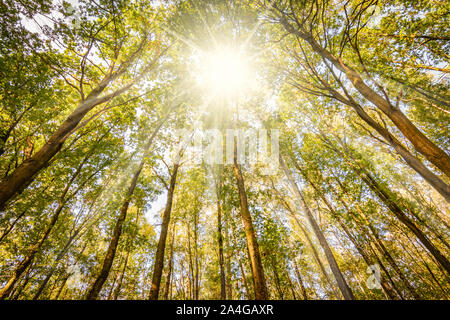 Sunshine attraverso gli alti alberi di un bosco di latifoglie in una bella giornata di caduta in Belgio. Rana immagine in prospettiva.