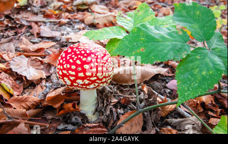 Rosso di funghi velenosi nel bosco d'autunno. Amanita Muscaria. Foto Stock