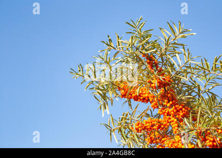 Primo piano di bacche di olivello spinoso di fronte blu cielo con copia spazio - Hippophae rhamnoides nota Foto Stock