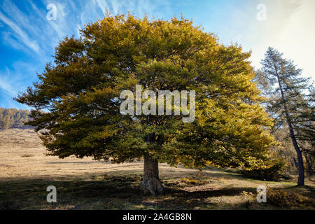 Unico elm tree in autunno colori, Lombardia, Italia Foto Stock