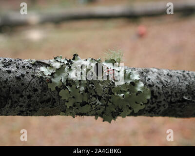 I licheni crescono su un ramo di albero in una relazione simbiotica contenente diverse infezioni fungine e organismi algali. Foto Stock