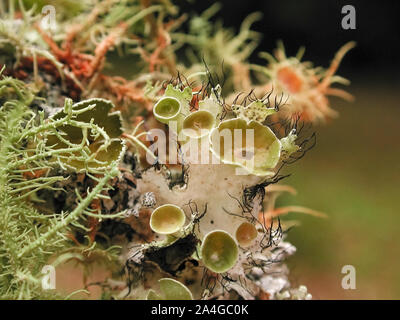 I licheni crescono su un ramo di albero in una relazione simbiotica contenente diverse infezioni fungine e organismi algali. Foto Stock