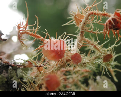 I licheni crescono su un ramo di albero in una relazione simbiotica contenente diverse infezioni fungine e organismi algali. Foto Stock